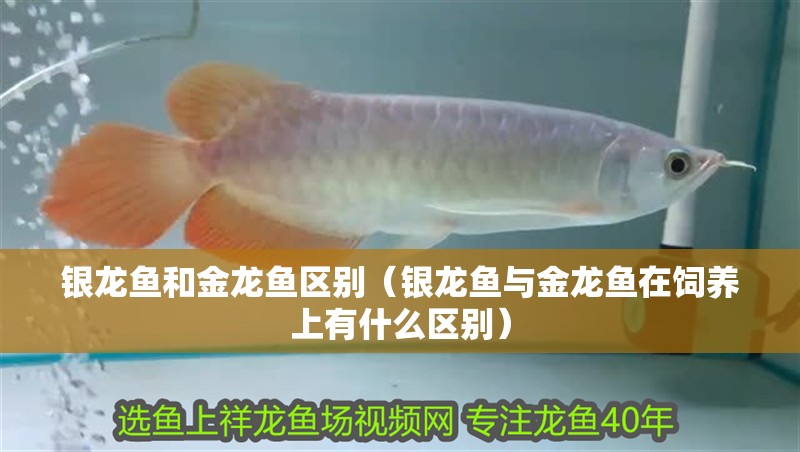 銀龍魚和金龍魚區別（銀龍魚與金龍魚在飼養上有什么區別）