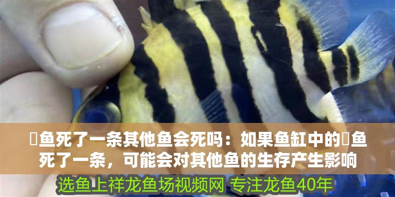 魟魚死了一條其他魚會死嗎：如果魚缸中的魟魚死了一條，可能會對其他魚的生存產生影響