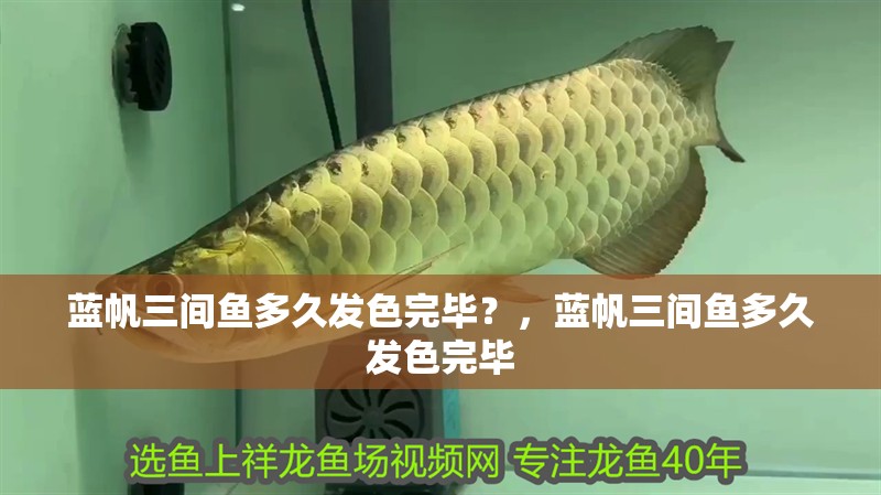 藍帆三間魚多久發色完畢？，藍帆三間魚多久發色完畢
