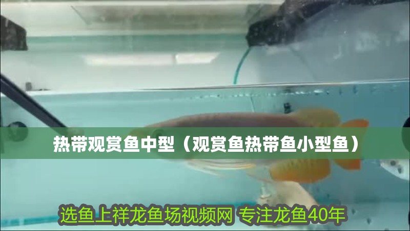 熱帶觀賞魚中型（觀賞魚熱帶魚小型魚）