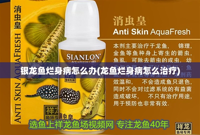 銀龍魚爛身病怎么辦(龍魚爛身病怎么治療)
