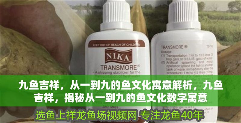 九魚(yú)吉祥，從一到九的魚(yú)文化寓意解析，九魚(yú)吉祥，揭秘從一到九的魚(yú)文化數(shù)字寓意