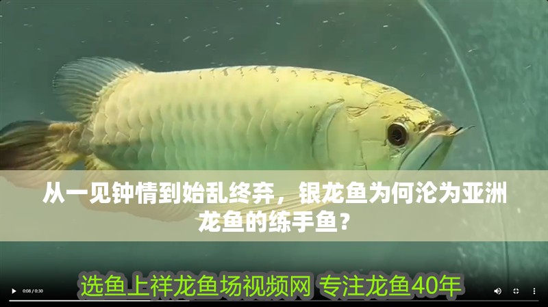 從一見鐘情到始亂終棄，銀龍魚為何淪為亞洲龍魚的練手魚？