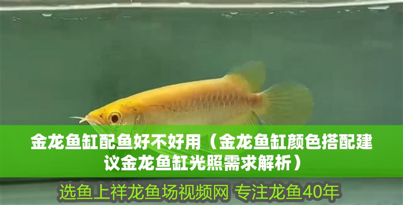 金龍魚缸配魚好不好用（金龍魚缸顏色搭配建議金龍魚缸光照需求解析）