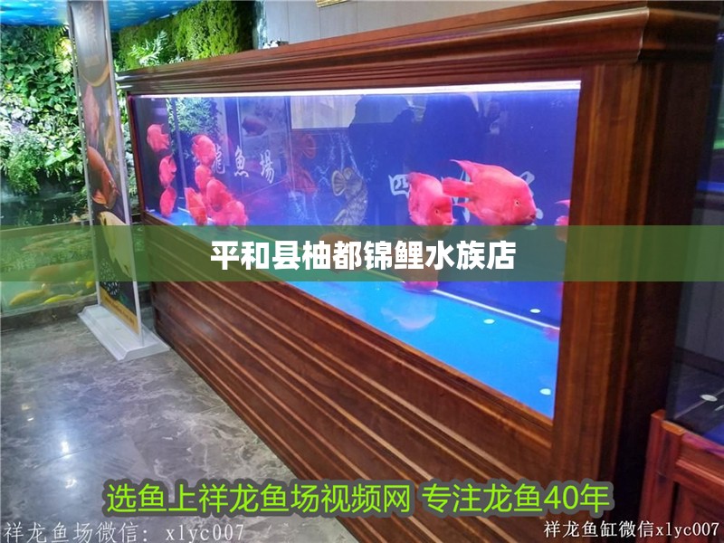 平和縣柚都錦鯉水族店