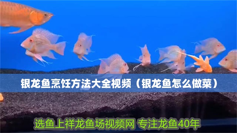 銀龍魚烹飪方法大全視頻（銀龍魚怎么做菜）