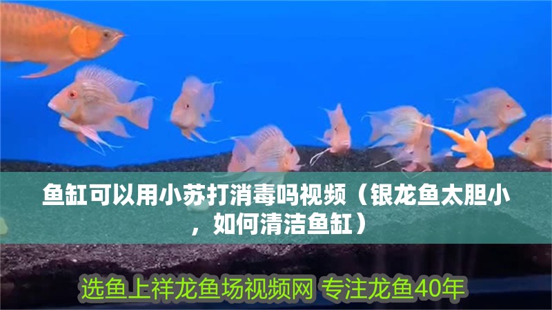 魚(yú)缸可以用小蘇打消毒嗎視頻（銀龍魚(yú)太膽小，如何清潔魚(yú)缸）