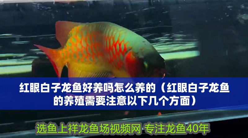 紅眼白子龍魚好養(yǎng)嗎怎么養(yǎng)的（紅眼白子龍魚的養(yǎng)殖需要注意以下幾個方面）