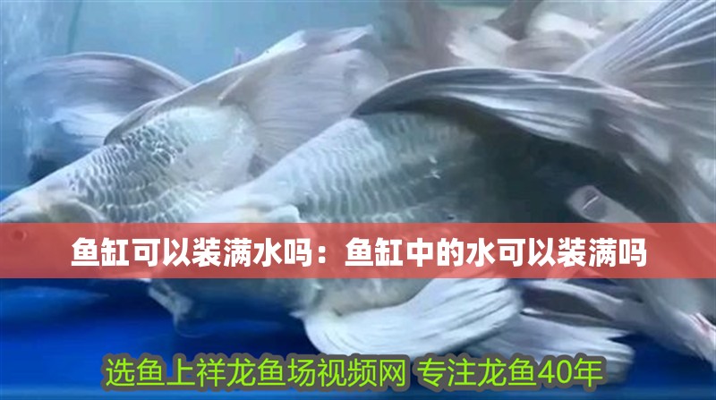 魚缸可以裝滿水嗎：魚缸中的水可以裝滿嗎
