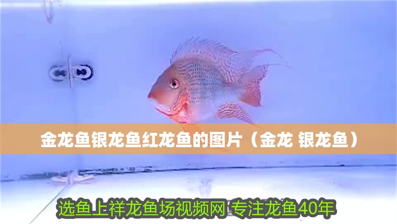 金龍魚銀龍魚紅龍魚的圖片（金龍 銀龍魚） 金龍魚銀龍魚紅龍魚的圖片（金龍 銀龍魚） 銀龍魚百科