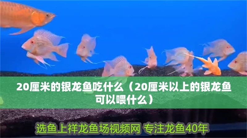 20厘米的銀龍魚(yú)吃什么（20厘米以上的銀龍魚(yú)可以喂什么）