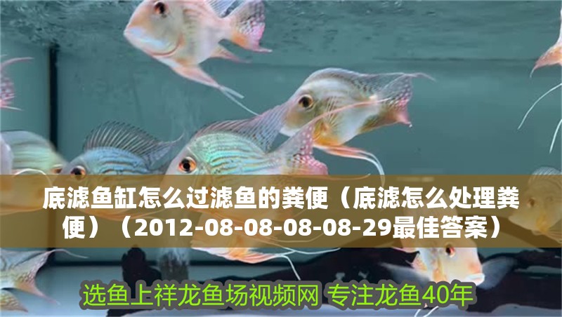 底濾魚缸怎么過濾魚的糞便（底濾怎么處理糞便）（2012-08-08-08-08-29最佳答案）