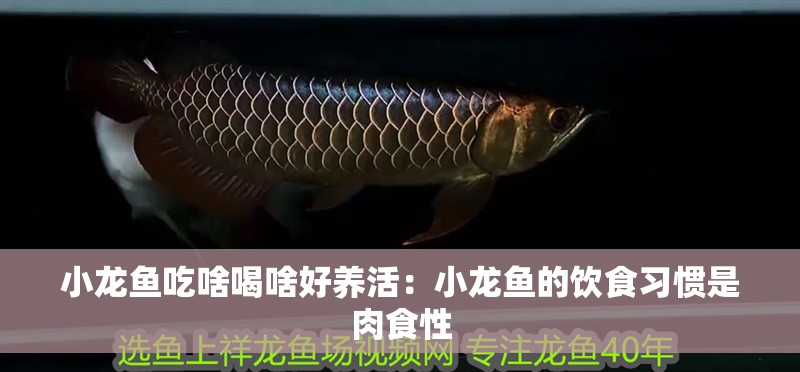 小龍魚吃啥喝啥好養(yǎng)活：小龍魚的飲食習慣是肉食性