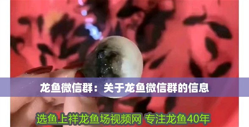龍魚微信群：關于龍魚微信群的信息
