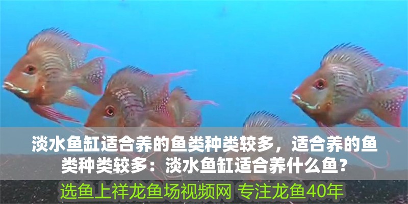 淡水魚缸適合養的魚類種類較多，適合養的魚類種類較多：淡水魚缸適合養什么魚？