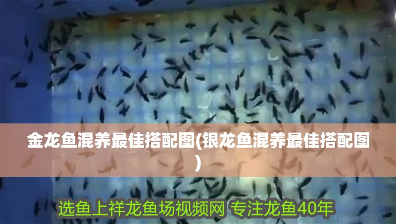 金龍魚混養最佳搭配圖(銀龍魚混養最佳搭配圖)