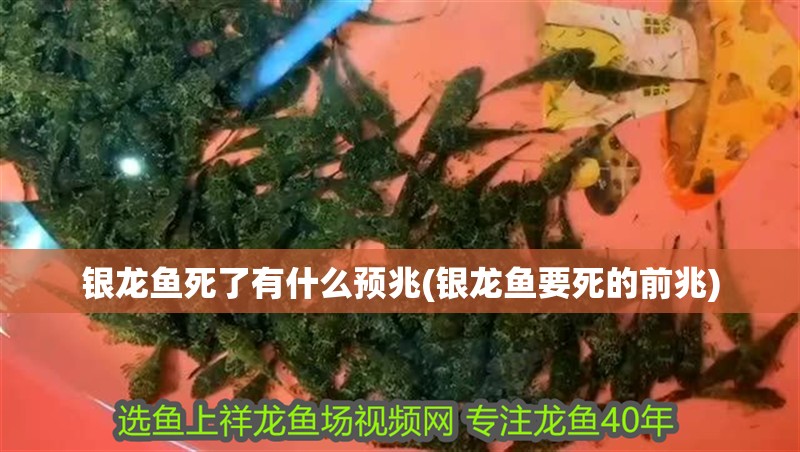 銀龍魚死了有什么預(yù)兆(銀龍魚要死的前兆)