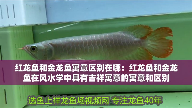 紅龍魚和金龍魚寓意區別在哪：紅龍魚和金龍魚在風水學中具有吉祥寓意的寓意和區別