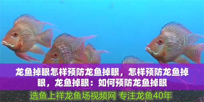 龍魚掉眼怎樣預防龍魚掉眼，怎樣預防龍魚掉眼，龍魚掉眼：如何預防龍魚掉眼