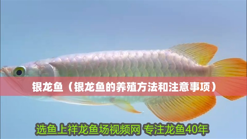 銀龍魚（銀龍魚的養殖方法和注意事項）