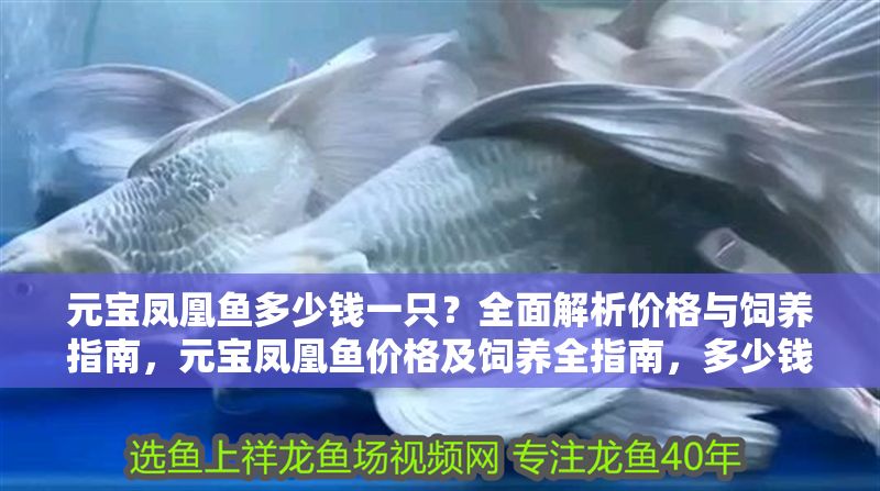 元寶鳳凰魚(yú)多少錢一只？全面解析價(jià)格與飼養(yǎng)指南，元寶鳳凰魚(yú)價(jià)格及飼養(yǎng)全指南，多少錢一只？