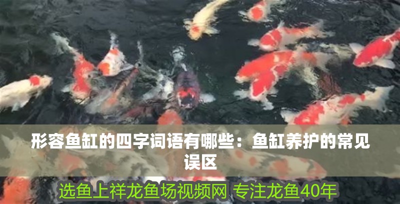 形容魚缸的四字詞語有哪些：魚缸養護的常見誤區 形容魚缸的四字詞語有哪些：魚缸養護的常見誤區 魚缸百科