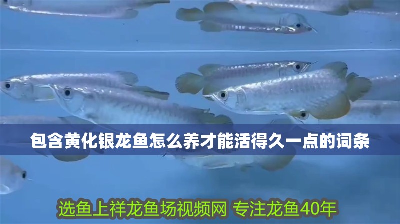 包含黃化銀龍魚怎么養(yǎng)才能活得久一點(diǎn)的詞條