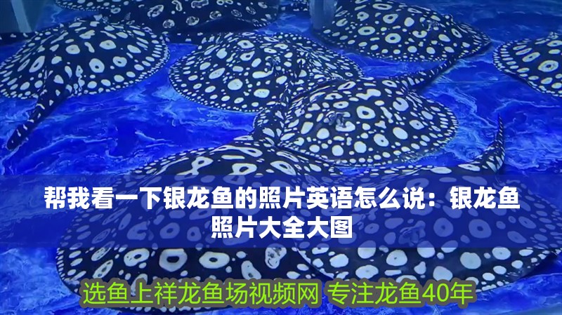 幫我看一下銀龍魚的照片英語怎么說：銀龍魚照片大全大圖