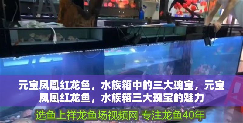 元寶鳳凰紅龍魚，水族箱中的三大瑰寶，元寶鳳凰紅龍魚，水族箱三大瑰寶的魅力