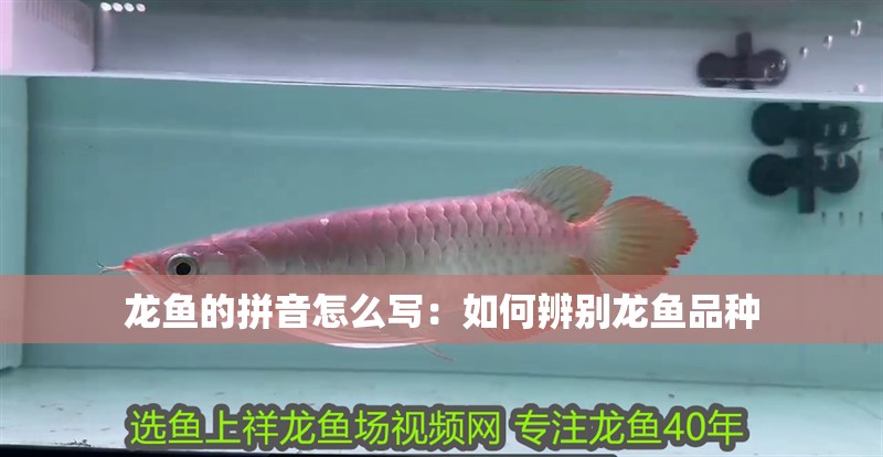 龍魚的拼音怎么寫：如何辨別龍魚品種