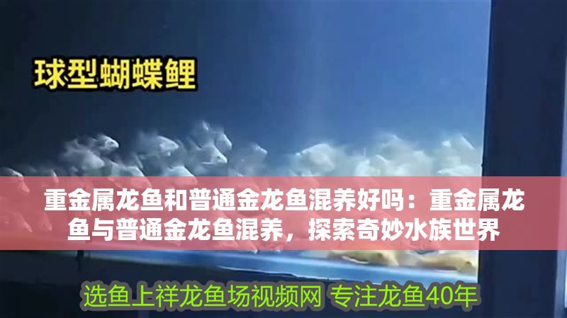 重金屬龍魚和普通金龍魚混養好嗎：重金屬龍魚與普通金龍魚混養，探索奇妙水族世界