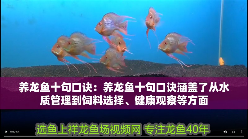 養龍魚十句口訣：養龍魚十句口訣涵蓋了從水質管理到飼料選擇、健康觀察等方面