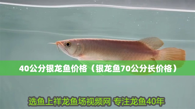 40公分銀龍魚價格（銀龍魚70公分長價格）