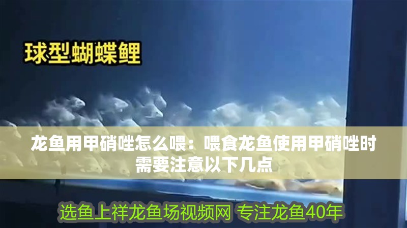 龍魚用甲硝唑怎么喂：喂食龍魚使用甲硝唑時需要注意以下幾點