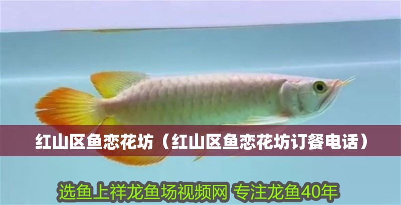 紅山區(qū)魚戀花坊（紅山區(qū)魚戀花坊訂餐電話）