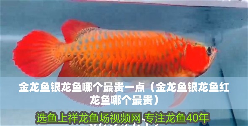 金龍魚銀龍魚哪個(gè)最貴一點(diǎn)（金龍魚銀龍魚紅龍魚哪個(gè)最貴）