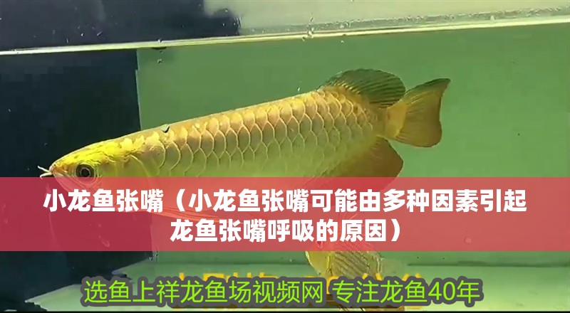 小龍魚張嘴（小龍魚張嘴可能由多種因素引起龍魚張嘴呼吸的原因）