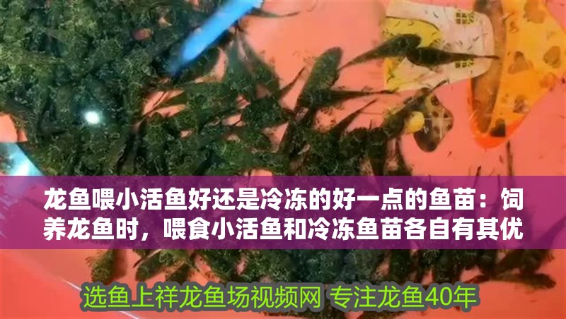 龍魚喂小活魚好還是冷凍的好一點的魚苗：飼養龍魚時，喂食小活魚和冷凍魚苗各自有其優點和缺點
