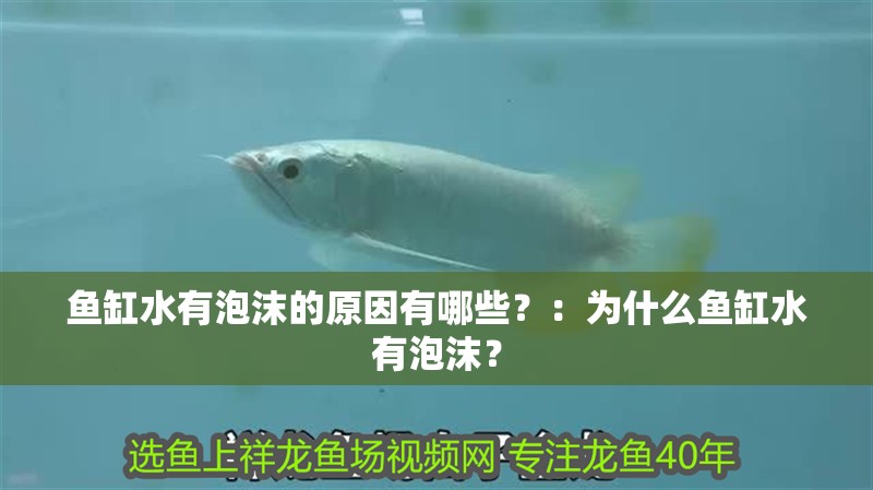 魚缸水有泡沫的原因有哪些？：為什么魚缸水有泡沫？
