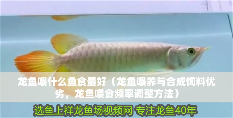 龍魚喂什么魚食最好（龍魚喂養與合成飼料優劣，龍魚喂食頻率調整方法）