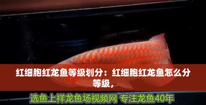 紅細胞紅龍魚等級劃分：紅細胞紅龍魚怎么分等級，