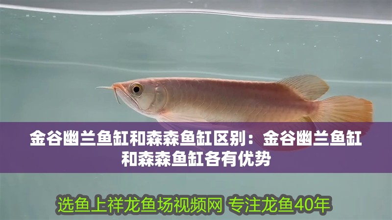 金谷幽蘭魚缸和森森魚缸區別：金谷幽蘭魚缸和森森魚缸各有優勢 金谷幽蘭魚缸和森森魚缸區別：金谷幽蘭魚缸和森森魚缸各有優勢 魚缸百科