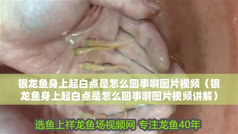 銀龍魚身上起白點是怎么回事啊圖片視頻（銀龍魚身上起白點是怎么回事啊圖片視頻講解）