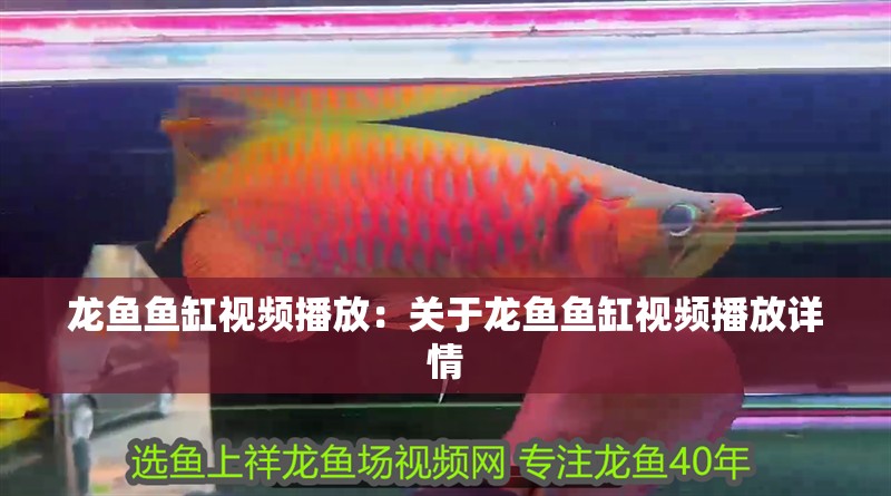 龍魚魚缸視頻播放：關于龍魚魚缸視頻播放詳情