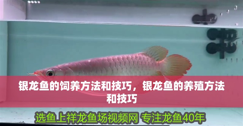 銀龍魚的飼養方法和技巧，銀龍魚的養殖方法和技巧