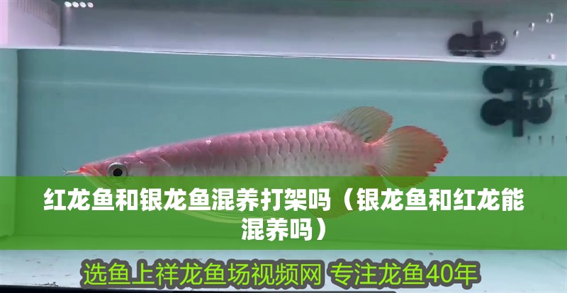 紅龍魚和銀龍魚混養打架嗎（銀龍魚和紅龍能混養嗎）