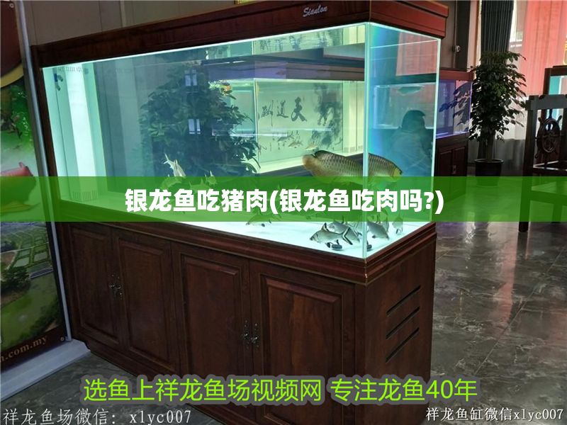 銀龍魚吃豬肉(銀龍魚吃肉嗎?)