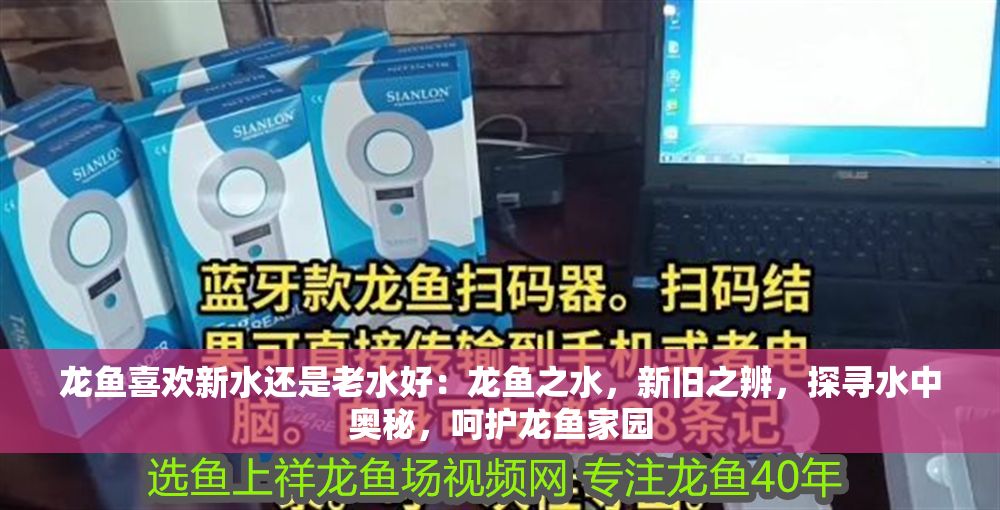 龍魚喜歡新水還是老水好：龍魚之水，新舊之辨，探尋水中奧秘，呵護龍魚家園