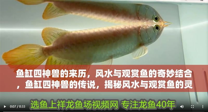 魚缸四神獸的來歷，風水與觀賞魚的奇妙結合，魚缸四神獸的傳說，揭秘風水與觀賞魚的靈性共生