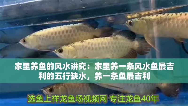 家里養(yǎng)魚的風(fēng)水講究：家里養(yǎng)一條風(fēng)水魚最吉利的五行缺水，養(yǎng)一條魚最吉利